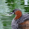 Little Grebe