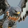 Jackal Buzzard