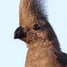 Grey Go-away-bird
