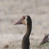 Spur-winged Goose