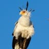 Secretarybird