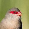 Common Waxbill