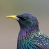 Common Starling