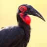 Southern Ground Hornbill