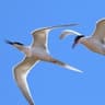 Roseate Tern