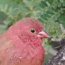 Red-billed Firefinch