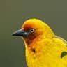 Cape Weaver