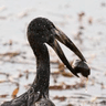 African Openbill
