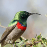 Southern Double-collared Sunbird