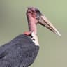 Marabou Stork