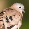 Emerald-spotted Wood Dove