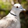 Red-eyed Dove