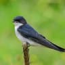 Pearl-breasted Swallow