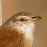 Tawny-flanked Prinia