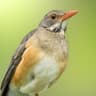 Kurrichane Thrush