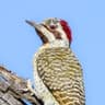 Golden-tailed Woodpecker