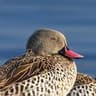 Cape Teal