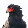 Bateleur