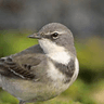 Cape Wagtail