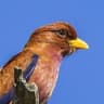Broad-billed Roller
