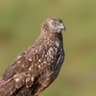 African Marsh Harrier
