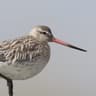 Bar-tailed Godwit