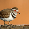 Three-banded Plover