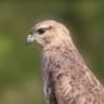 Common Buzzard
