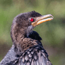 Reed Cormorant