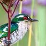 Diederik Cuckoo