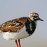 Ruddy Turnstone