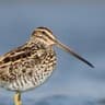 African Snipe