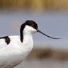 Pied Avocet