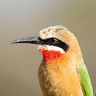 White-fronted Bee-eater