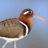 Greater Painted-snipe
