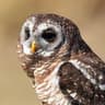 African Wood Owl