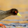 Black Crake