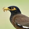 Common Myna