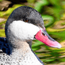 Red-billed Teal