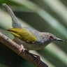 Grey-backed Camaroptera