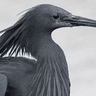 Black Heron