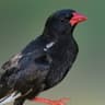 Red-billed Buffalo Weaver