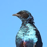 Burchell's Starling