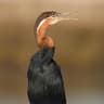 African Darter