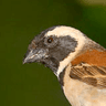 Cape Sparrow