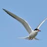 Common Tern