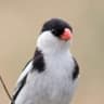 Pin-tailed Whydah