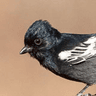 Southern Black Tit