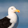 Kelp Gull