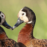 White-faced Whistling Duck